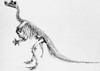 Iguanodon, Mesozoic Dinosaur Poster Print by Science Source - Item # VARSCIBN6725