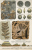 Fossils Poster Print by Science Source - Item # VARSCIBD4655