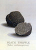 Black Truffle, Tuber melanosporum Poster Print by Science Source - Item # VARSCIJC1087