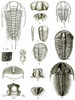 Upper Cambrian Trilobites Poster Print by Science Source - Item # VARSCIJB7196