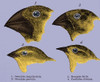 Galapagos Finches Poster Print by Science Source - Item # VARSCIBT9401