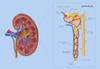 Kidney and Nephron, Illustration Poster Print by Monica Schroeder/Science Source - Item # VARSCIJB0665