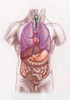Organ System on a Male Torso Poster Print by Spencer Sutton/Science Source