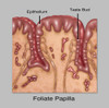 Foliate Papillae, Illustration Poster Print by Gwen Shockey/Science Source - Item # VARSCIJB6987