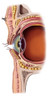 Structure of the Eye Poster Print by Spencer Sutton/Science Source - Item # VARSCIBW5671