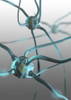 Human Nerve Cells, Computer Artwork Poster Print by Spencer Sutton/Science Source