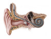 Cochlear Implant, Illustration Poster Print by Spencer Sutton/Science Source - Item # VARSCIJB2300