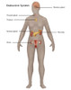 Endocrine System in Female Anatomy Poster Print by Gwen Shockey/Science Source - Item # VARSCIJA8010