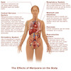 Effects of Marijuana Use Poster Print by Gwen Shockey/Science Source - Item # VARSCIBX8300