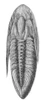 Oxygia Trilobite Poster Print by Science Source - Item # VARSCI9N3101