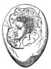 Monster Found In Egg, 16th Century Poster Print by Science Source - Item # VARSCI9N3019