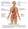 Symptoms of Multiple Sclerosis Poster Print by Gwen Shockey/Science Source - Item # VARSCIBZ3698