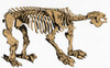Megatherium, Cenozoic Ground Sloth Poster Print by Science Source - Item # VARSCIBU8753