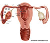 Fertilization Poster Print by Gwen Shockey/Science Source