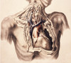 Arteries, Thorax and Neck, Illustration, 1844 Poster Print by Science Source - Item # VARSCIJA1826