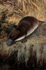 Duck-Billed Platypus Poster Print by Science Source - Item # VARSCIJA0235