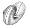 Sea Snail Poster Print by Science Source - Item # VARSCIJC1121