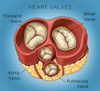 Heart Valves, Illustration Poster Print by Monica Schroeder/Science Source - Item # VARSCIJB5251