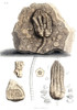 Fossil Remains in Stone, 1833 Poster Print by Science Source - Item # VARSCIJB7459