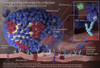Influenza Infection, Infographic Poster Print by Science Source - Item # VARSCIJC1398