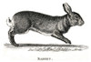 Rabbit, Historical Illustration Poster Print by Science Source