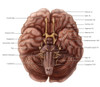 Brain and Cranial Nerves Poster Print by Evan Oto/Science Source - Item # VARSCIBV8970