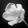 Tulip flower, close-up Poster Print by Assaf Frank - Item # VARPDXFTBR1758