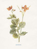 Celandine Poster Print by Gwendolyn Babbitt - Item # VARPDXBAB434