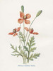 Prickly Headed Poppy Poster Print by Gwendolyn Babbitt - Item # VARPDXBAB436
