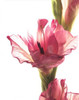 Beauty in the Bloom II Poster Print by Monika Burkhart - Item # VARPDXPSBHT382
