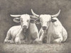 Two White Bulls Poster Print by Gwendolyn Babbitt