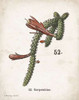 Cacti III Poster Print by Gwendolyn Babbitt - Item # VARPDXBAB447