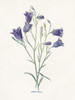 Hare-Bell Poster Print by Gwendolyn Babbitt - Item # VARPDXBAB429