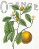 Classic Citrus VI Poster Print by Sue Schlabach - Item # VARPDX32044HR