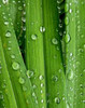 April Rain I Poster Print by Monika Burkhart - Item # VARPDXPSBHT368 April Rain I Poster Print by Monika Burkhart - Item # VARPDXPSBHT368