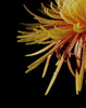 Sun Dance III Poster Print by Monika Burkhart - Item # VARPDXPSBHT399 Sun Dance III Poster Print by Monika Burkhart - Item # VARPDXPSBHT399