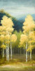 Birchwood II Poster Print by Michael Marcon - Item # VARPDX9761