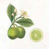 Classic Citrus III Poster Print by Sue Schlabach - Item # VARPDX32041HR