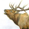 Majestic Elk Brown Crop Poster Print by James Wiens - Item # VARPDX30571