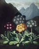 Auriculas Poster Print by Dr R Thornton - Item # VARPDXDRT15