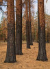 Ponderosa Forest after Fire Poster Print by Stan Hellmann - Item # VARPDXPSHEL127