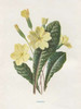 Primrose Poster Print by Gwendolyn Babbitt - Item # VARPDXBAB441