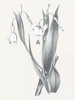 Neutral Botanical II Poster Print by Wild Apple Portfolio - Item # VARPDX30693