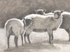 Three Heirloom Sheep Poster Print by Gwendolyn Babbitt - Item # VARPDXBAB414