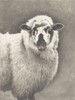 Heirloom Madras Sheep Poster Print by Gwendolyn Babbitt - Item # VARPDXBAB416
