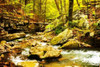 Covington Woods II Poster Print by Alan Hausenflock - Item # VARPDXPSHSF2223