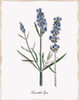 Lavender Poster Print by Kelly Donovan