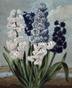Hyacinth Poster Print by Dr R Thornton - Item # VARPDXDRT13
