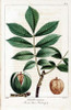 Hickory Nut Poster Print by Francois A. Michaux - Item # VARPDXFAM01