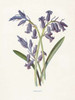 Hyacinth Poster Print by Gwendolyn Babbitt - Item # VARPDXBAB430